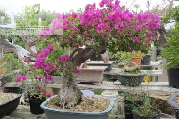 hoa giay bonsai